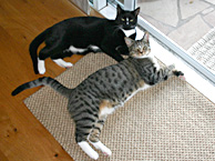 Amy's 2 cats